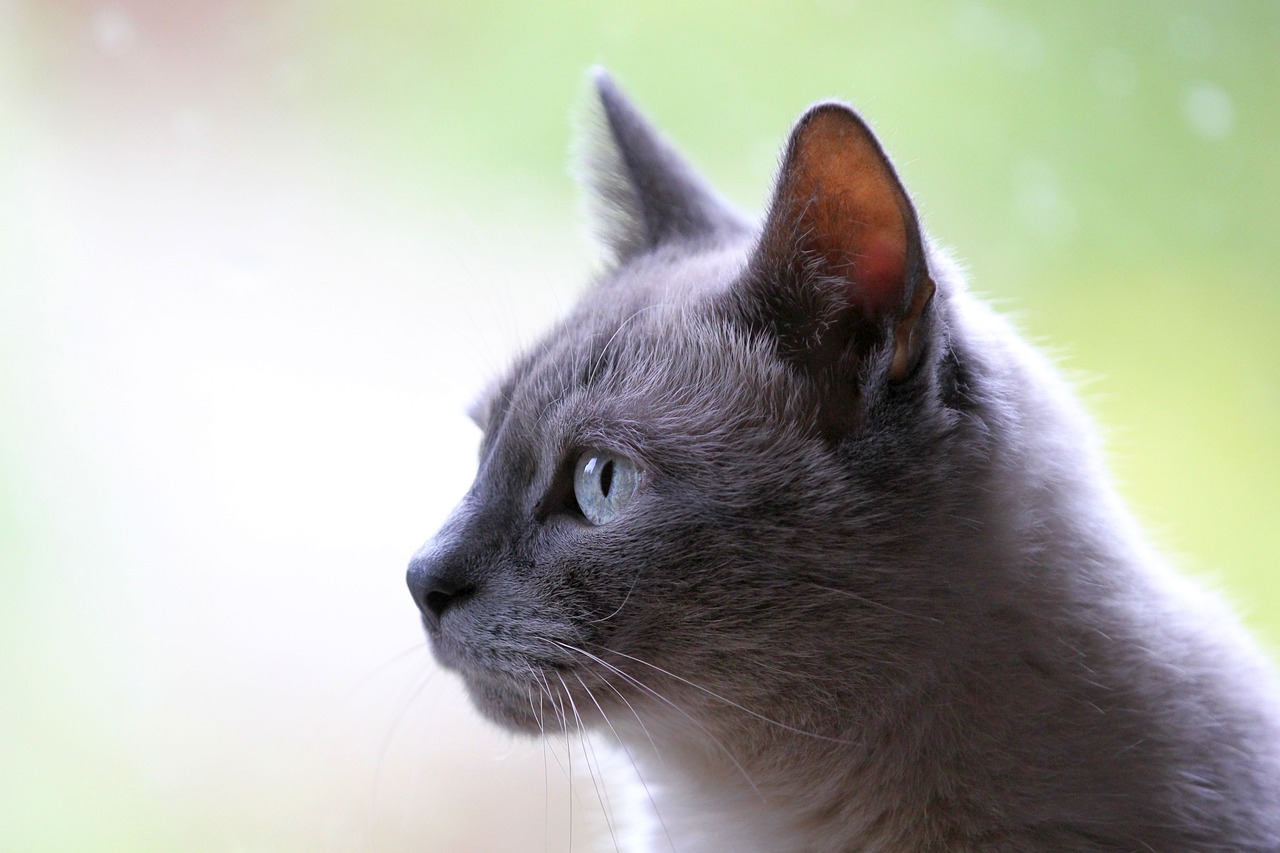 The Gentle Spirit of the Turkish Angora